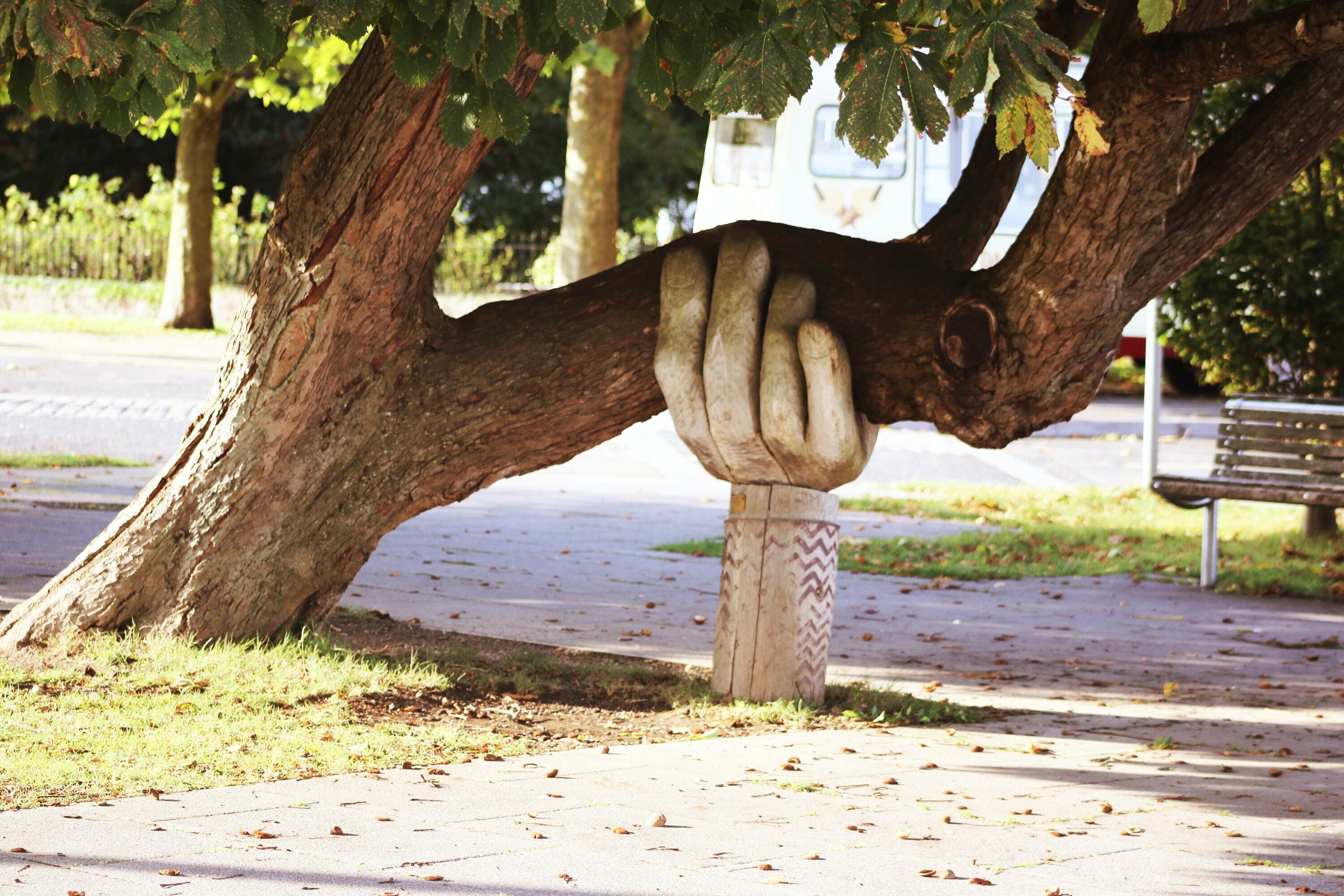 hands holding a tree for support